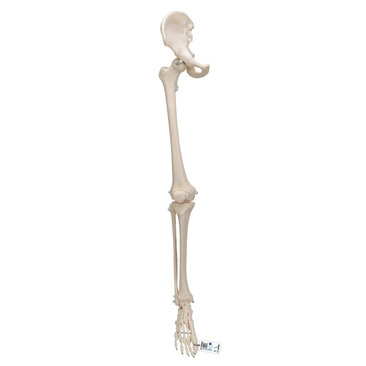 3B Scientific 3B Smart Anatomy Bein-Skelett mit Hüftknochen-Modell + gratis Anatomie-Software (evtl. nicht in deutscher Sprache)